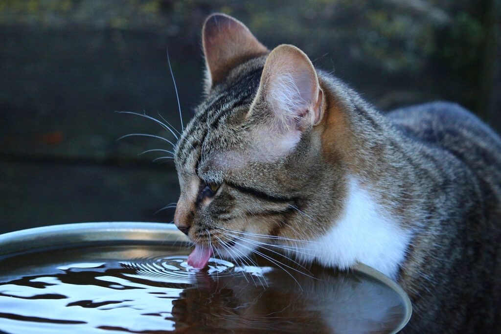 A tabby cat drinking from a metal bowl
