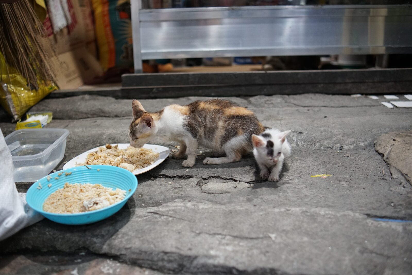 A calico cat and a kitten eating from bowls of food outdoors