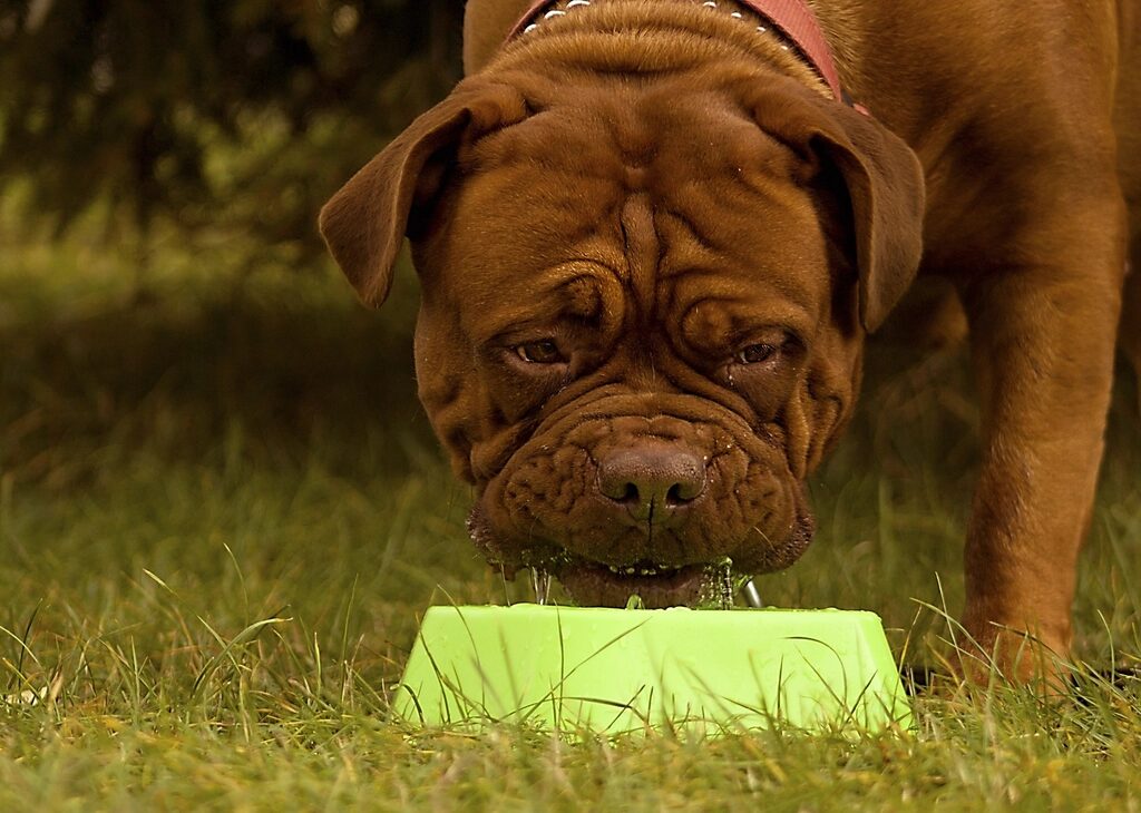 A large brown dog eating from a green bowl on the grass