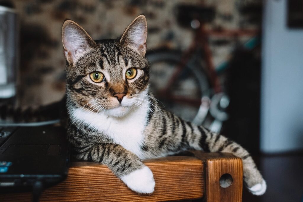 A tabby cat with white paws sitting on a wooden chair and looking at the camera