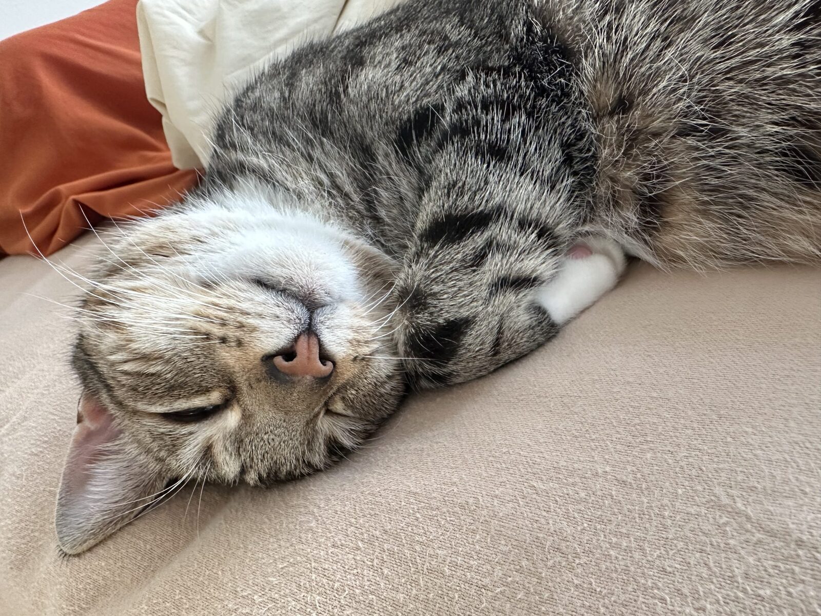 A tabby cat lying on its back and relaxing on a bed