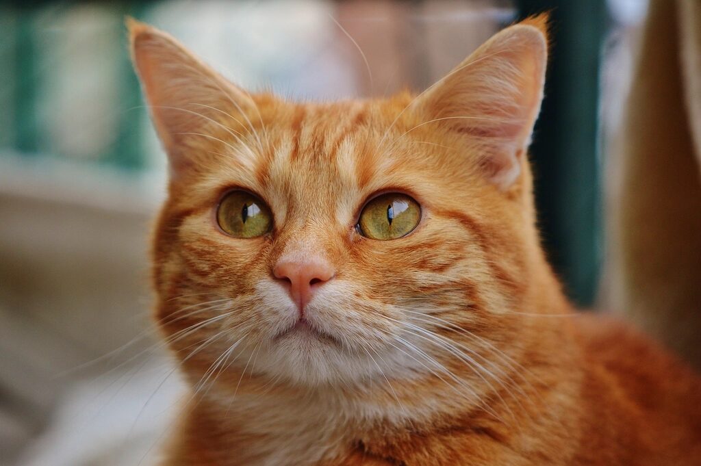 A close-up of an orange tabby cat's face