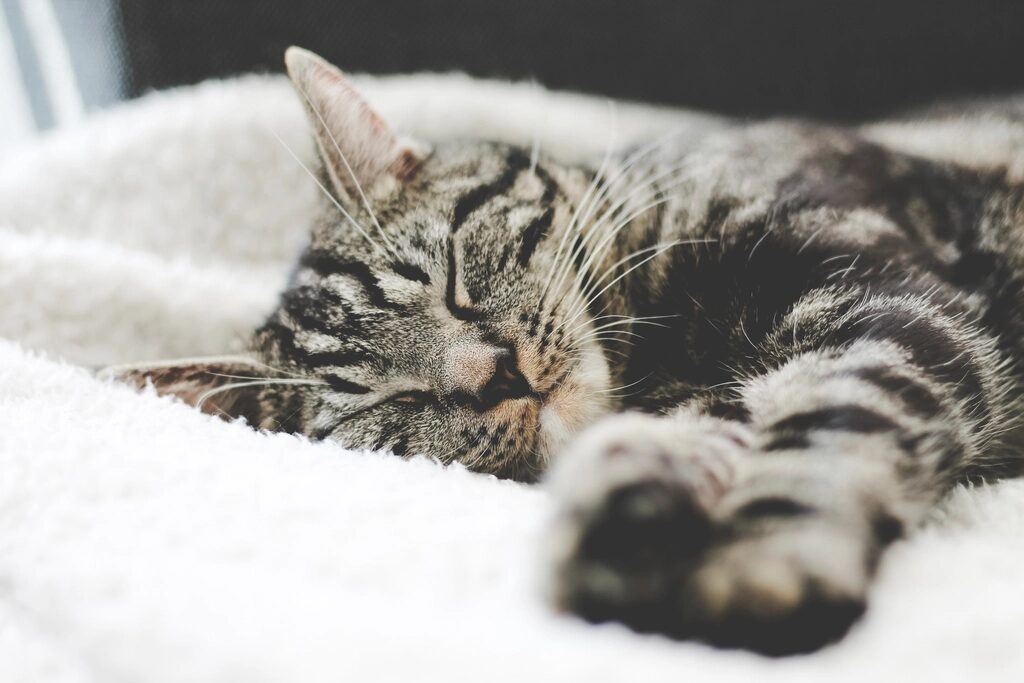 A tabby cat asleep on a white blanket