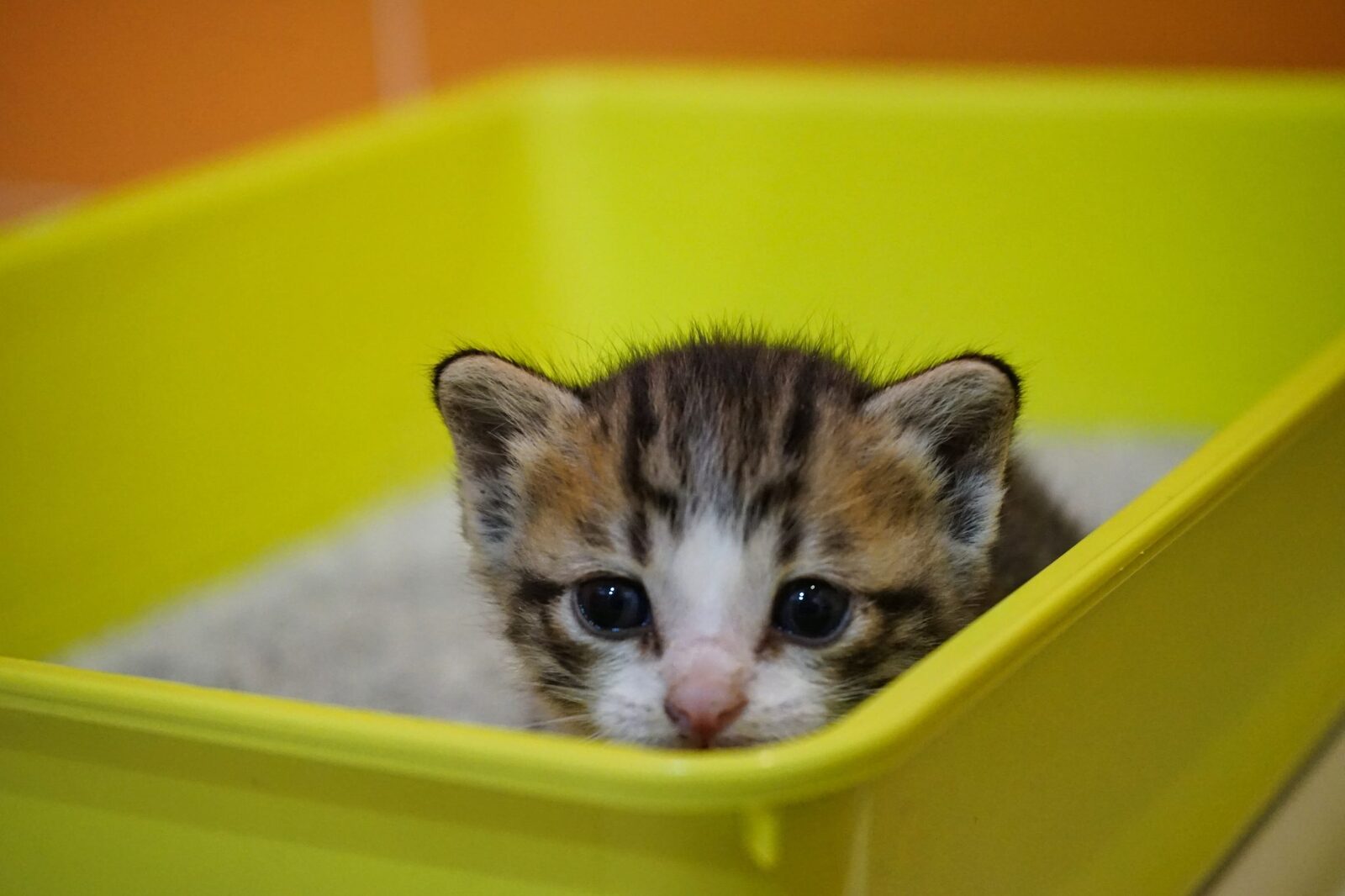 A kitten sitting in a yellow litter tray