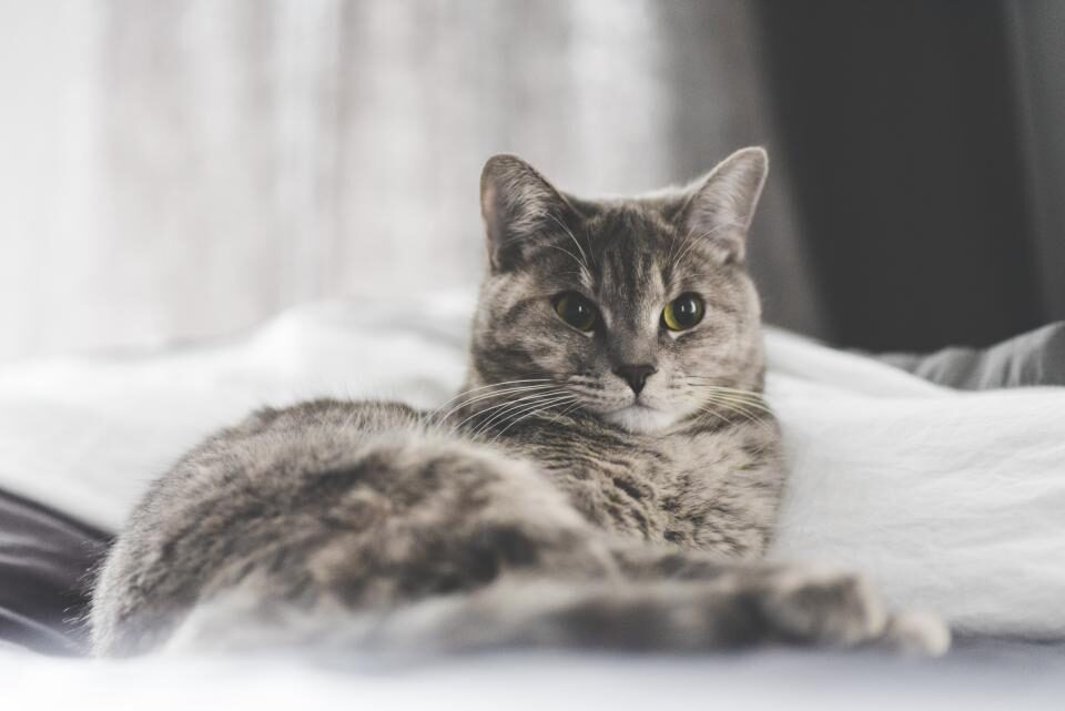 A grey tabby cat resting calmly on white bedding in a quiet room