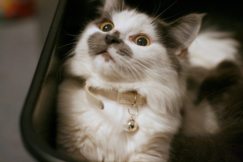 A cat wearing a collar with a bell and looking up
