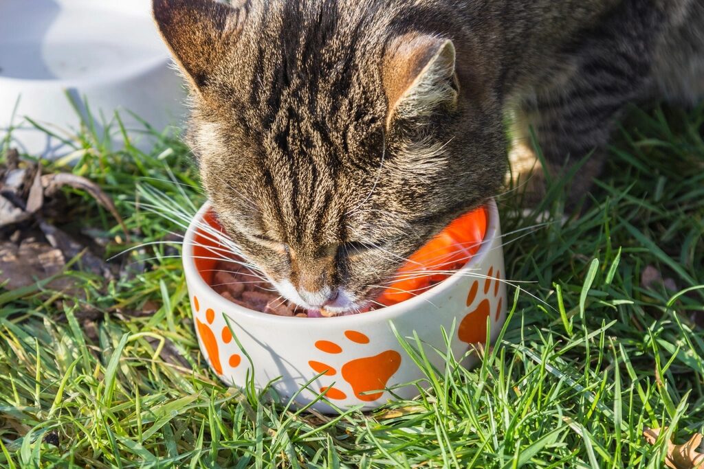 A tabby cat eating from an orange paw-print food bowl on the grass