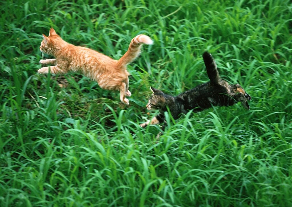 Two young cats chasing each other through tall grass