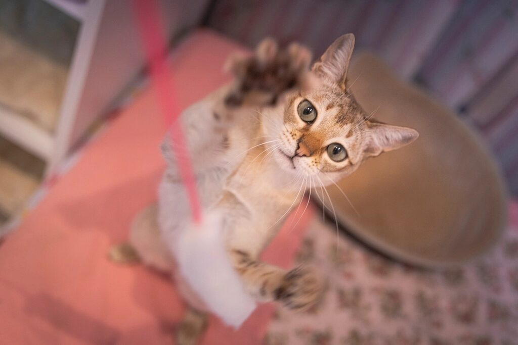 A cat reaching up to bat at a pink ribbon toy