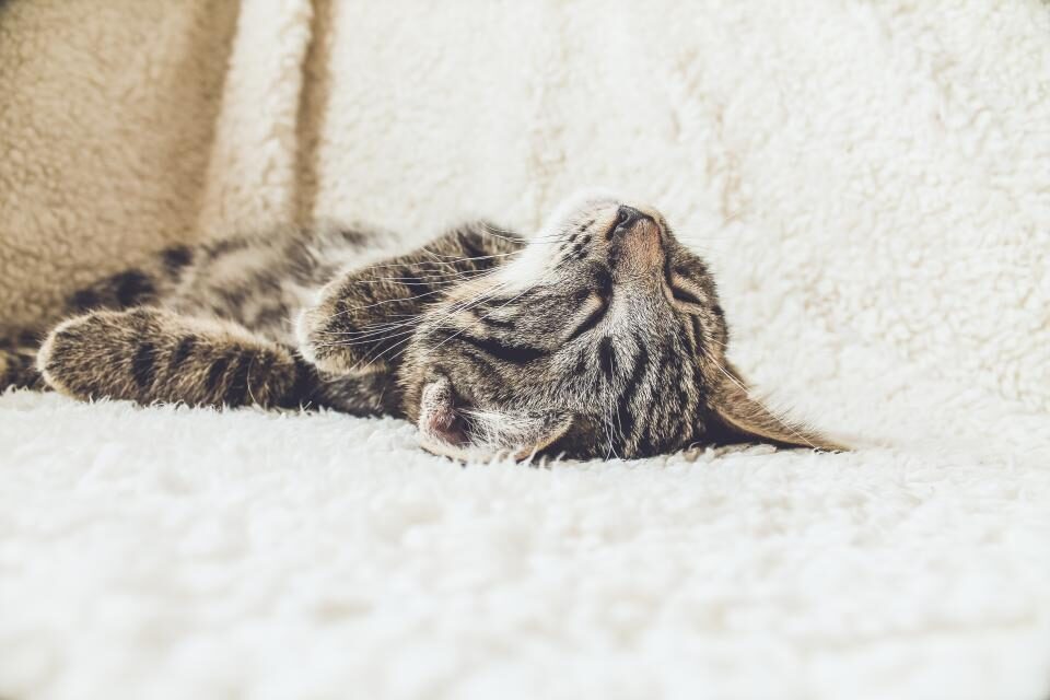 A tabby cat lying on its back on a white blanket