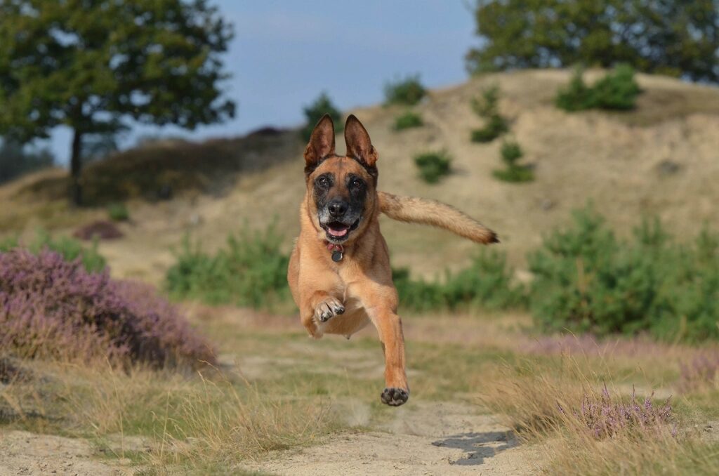A dog running at full speed along a heathland path