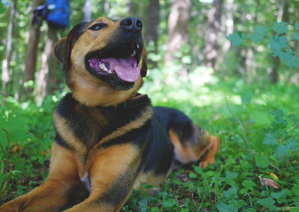 A dog in a harness lying on the ground with its mouth open, relaxed after play