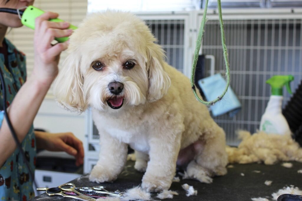 A groomer clipping a fluffy white dog's coat on a grooming table