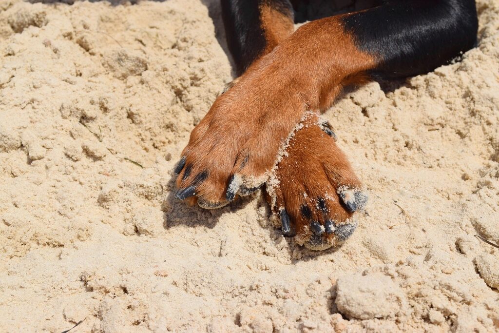 A close-up of a dog's paws and nails resting on sand