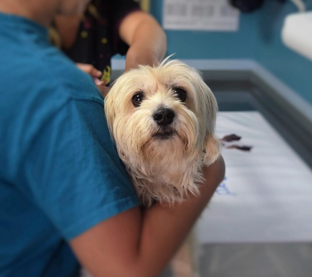 A small fluffy dog held by a veterinary clinic worker
