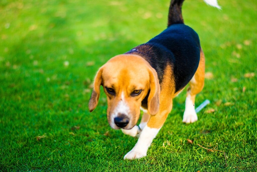 A lean beagle in a harness walking across a lawn