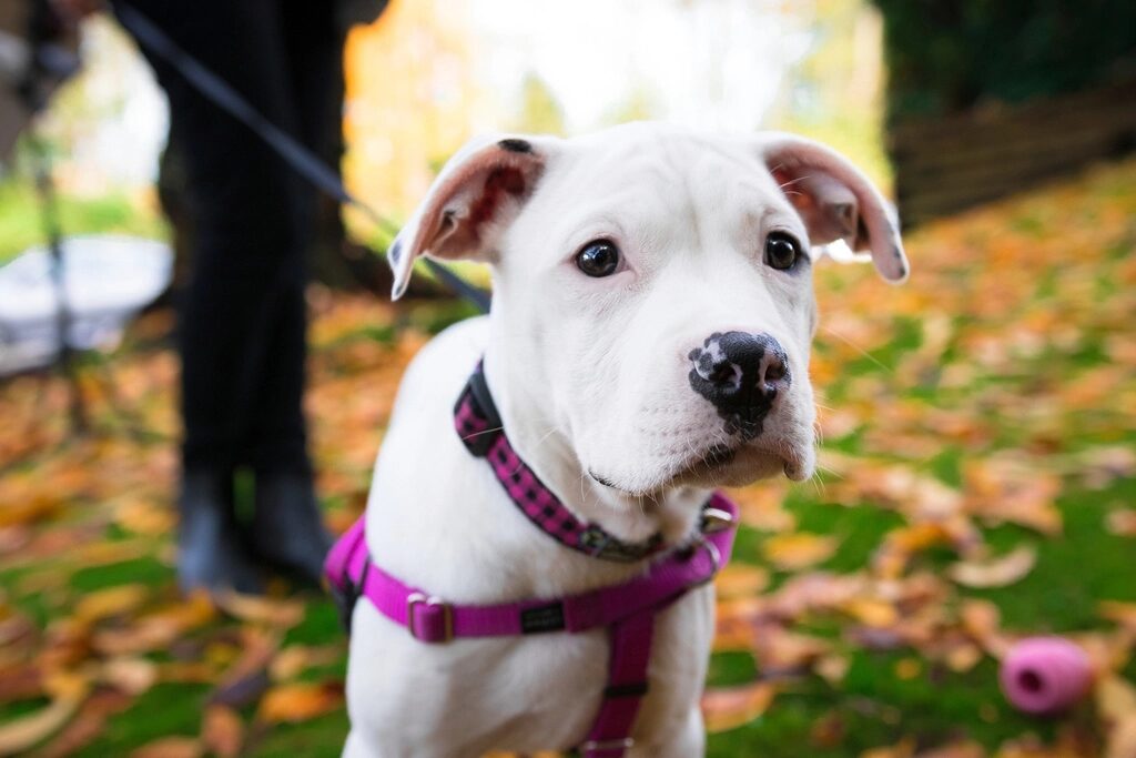 A white dog wearing a pink harness and collar