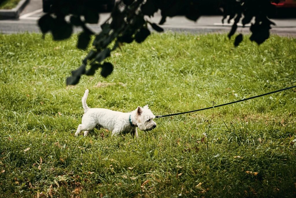 A small white terrier on a leash walking across a lawn
