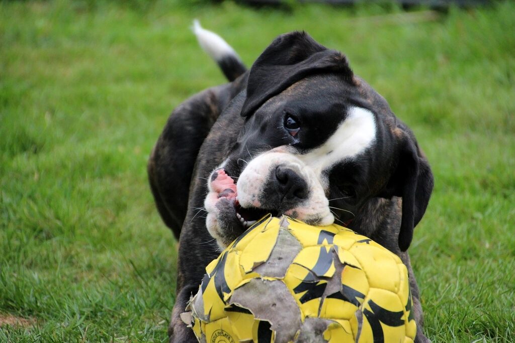 A black-and-white dog holding a yellow ball in its mouth