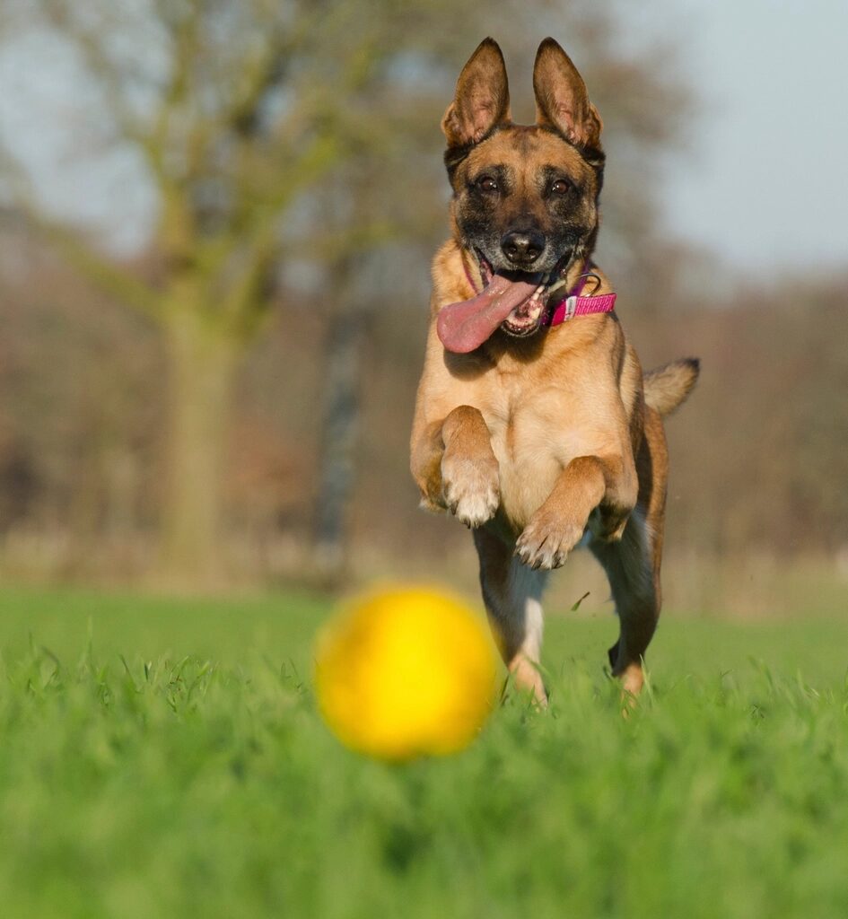 A dog leaping in the air toward a yellow ball