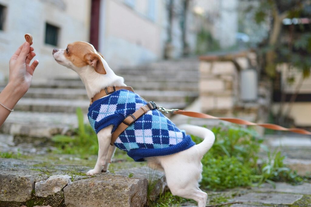 A small dog in a blue argyle sweater looking up at a hand holding a treat