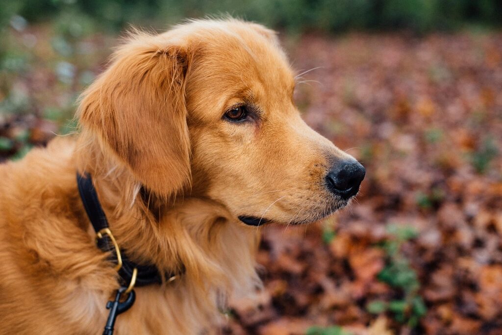 A golden retriever in profile among autumn leaves
