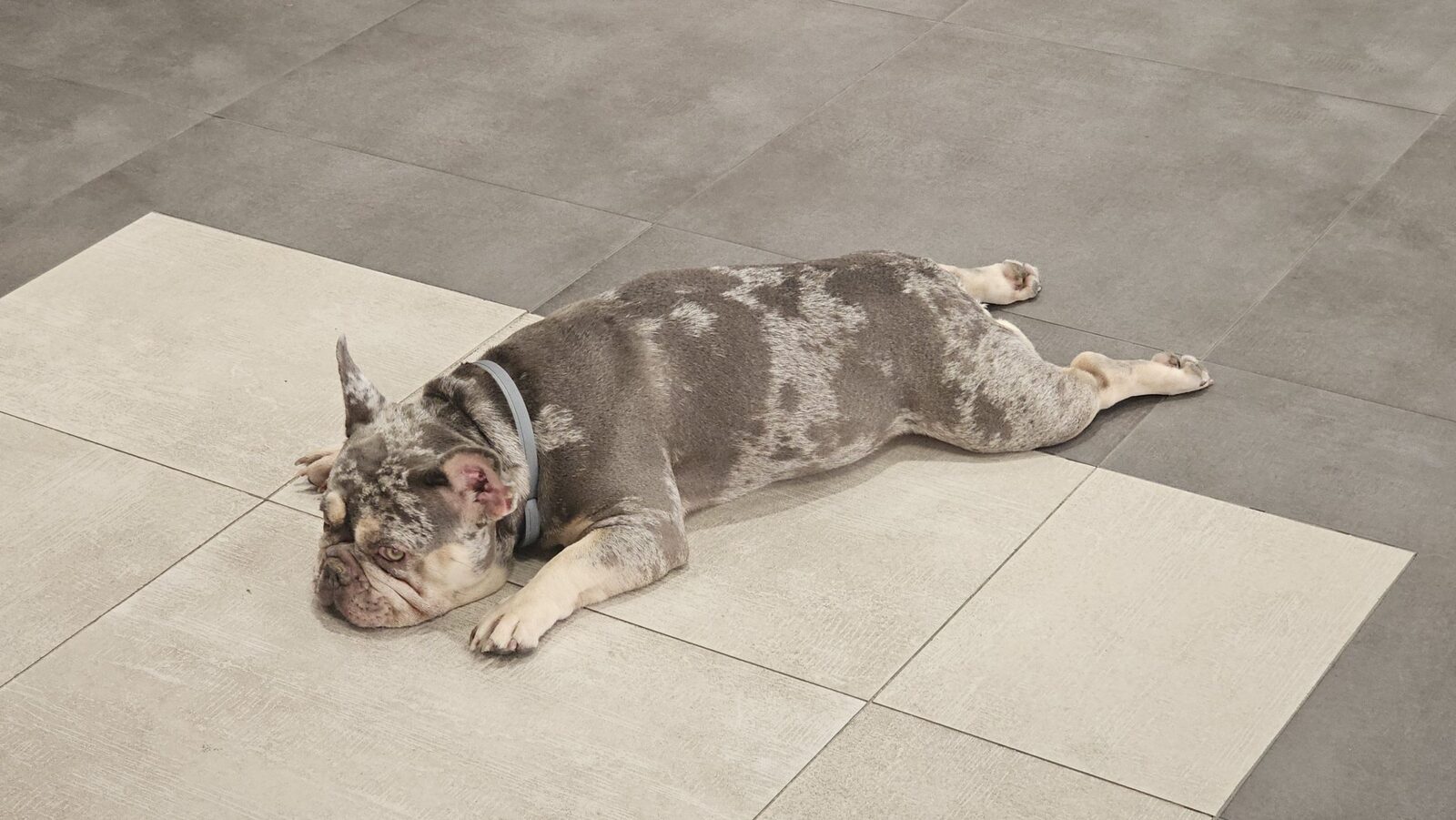 A French Bulldog stretched out on a tiled floor