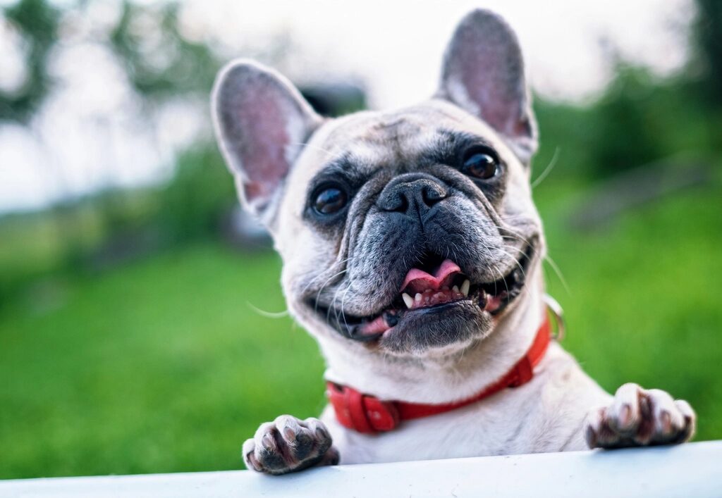 A French Bulldog with a red collar resting its paws on a ledge