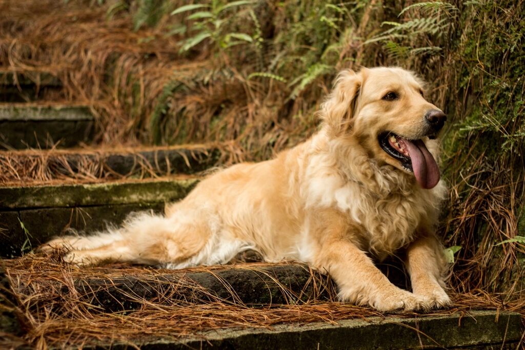 A golden retriever lying on wooden steps and panting