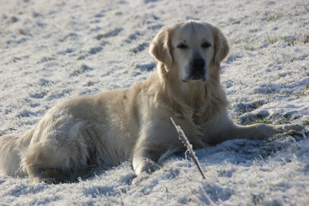 A golden retriever lying in the snow