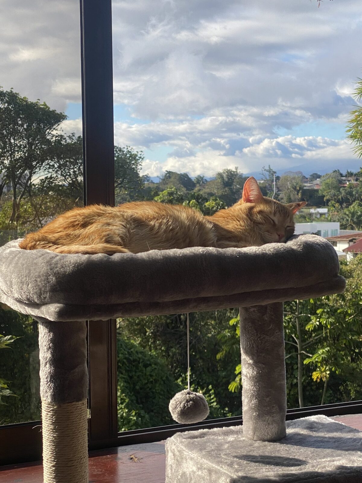 An orange cat lying on top of a cat tree by a window