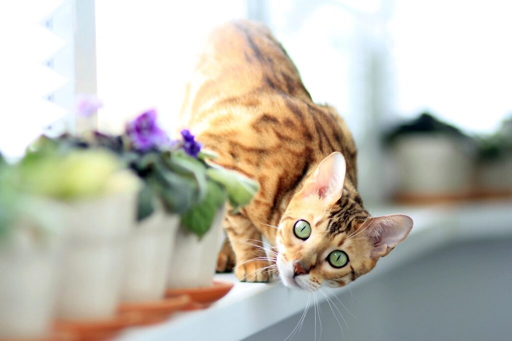 A tabby cat crouched on a windowsill next to a potted plant