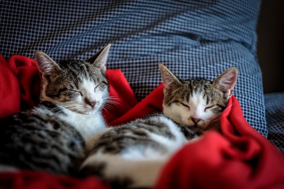 Two kittens asleep together on a red blanket