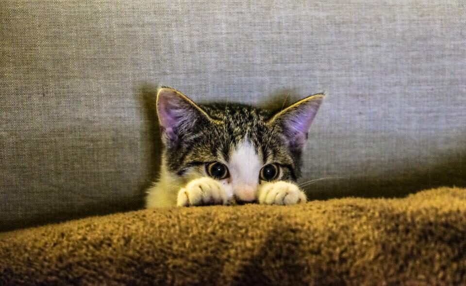 A kitten peeking over the edge of a sofa cushion