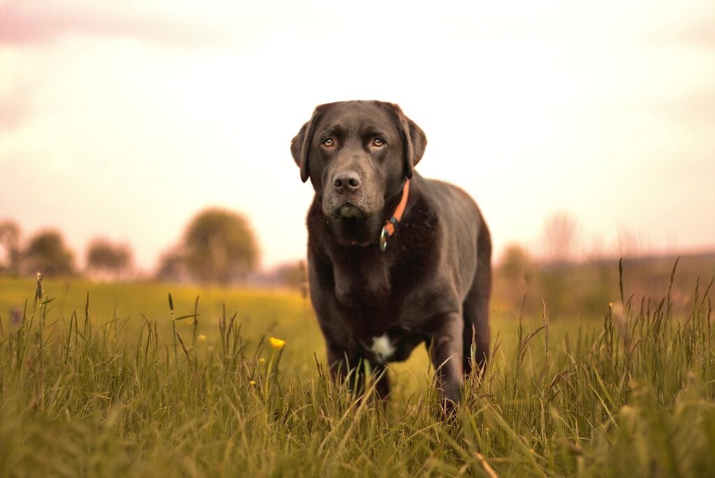 A chocolate Labrador standing in a grassy field at sunset