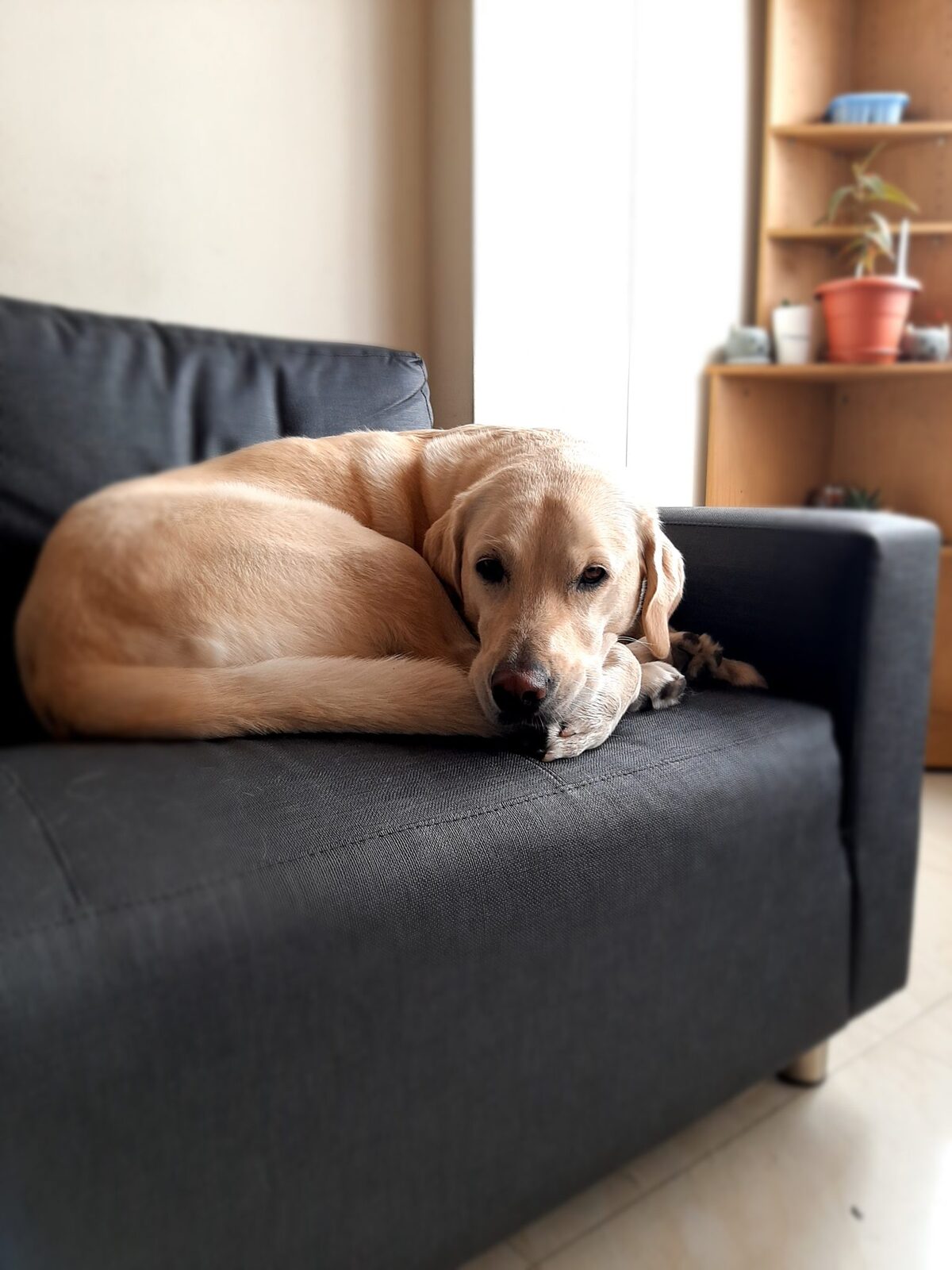 A yellow Labrador curled up on a sofa