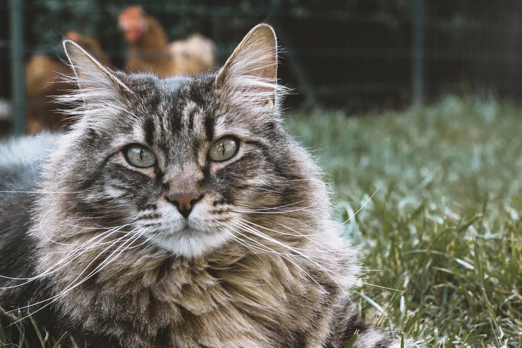 A Maine Coon with tufted ears and a thick ruff lying on grass