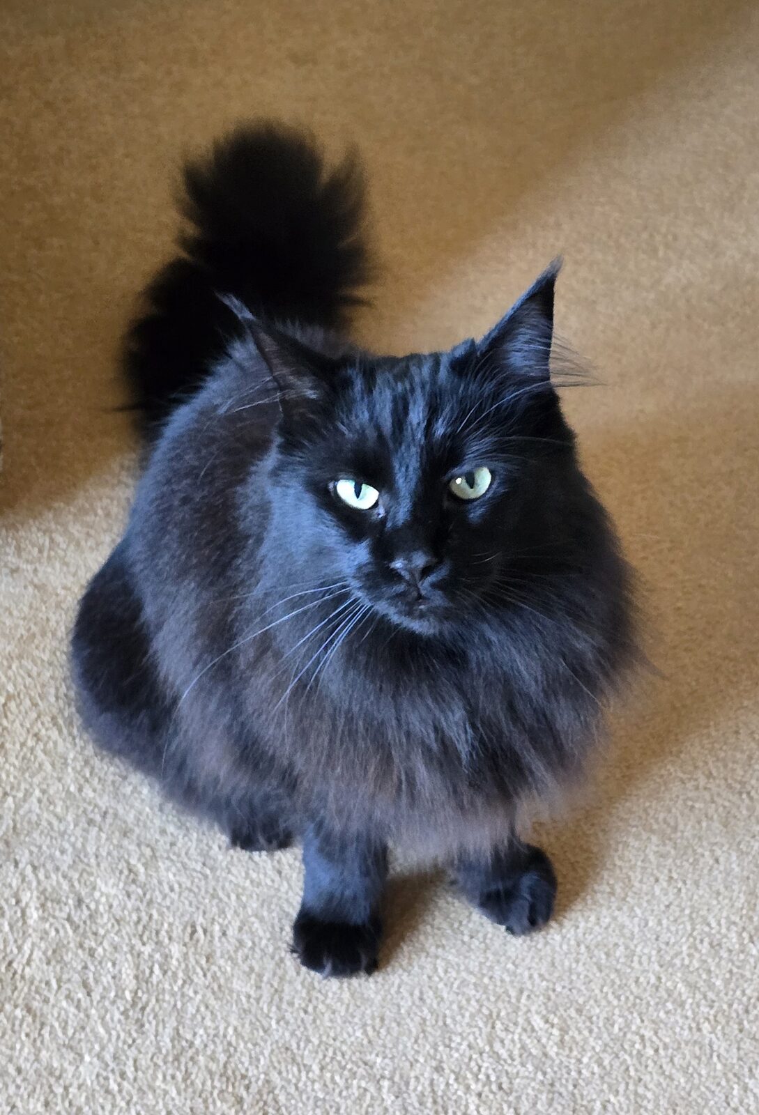 A black long-haired Maine Coon sitting on a carpet and looking at the camera