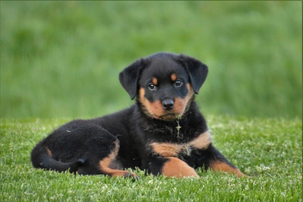 A black-and-tan puppy lying on grass