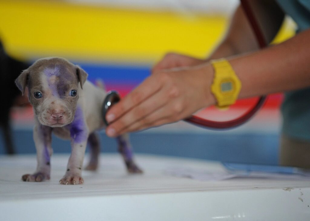 A puppy standing on an exam table while a veterinarian listens with a stethoscope