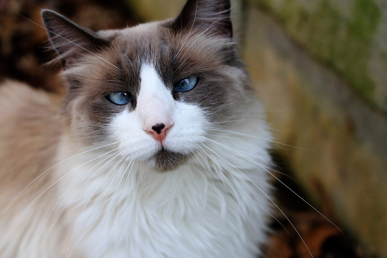 A blue-eyed Ragdoll with a grey mask and white blaze looking at the camera
