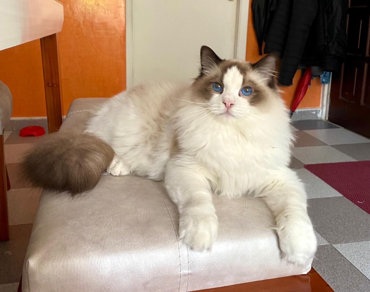 A bicolor Ragdoll with blue eyes lying on a cushioned stool