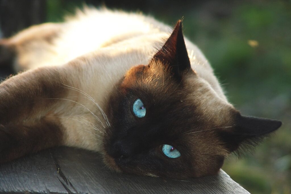 A Siamese cat with blue eyes lying on a wooden ledge