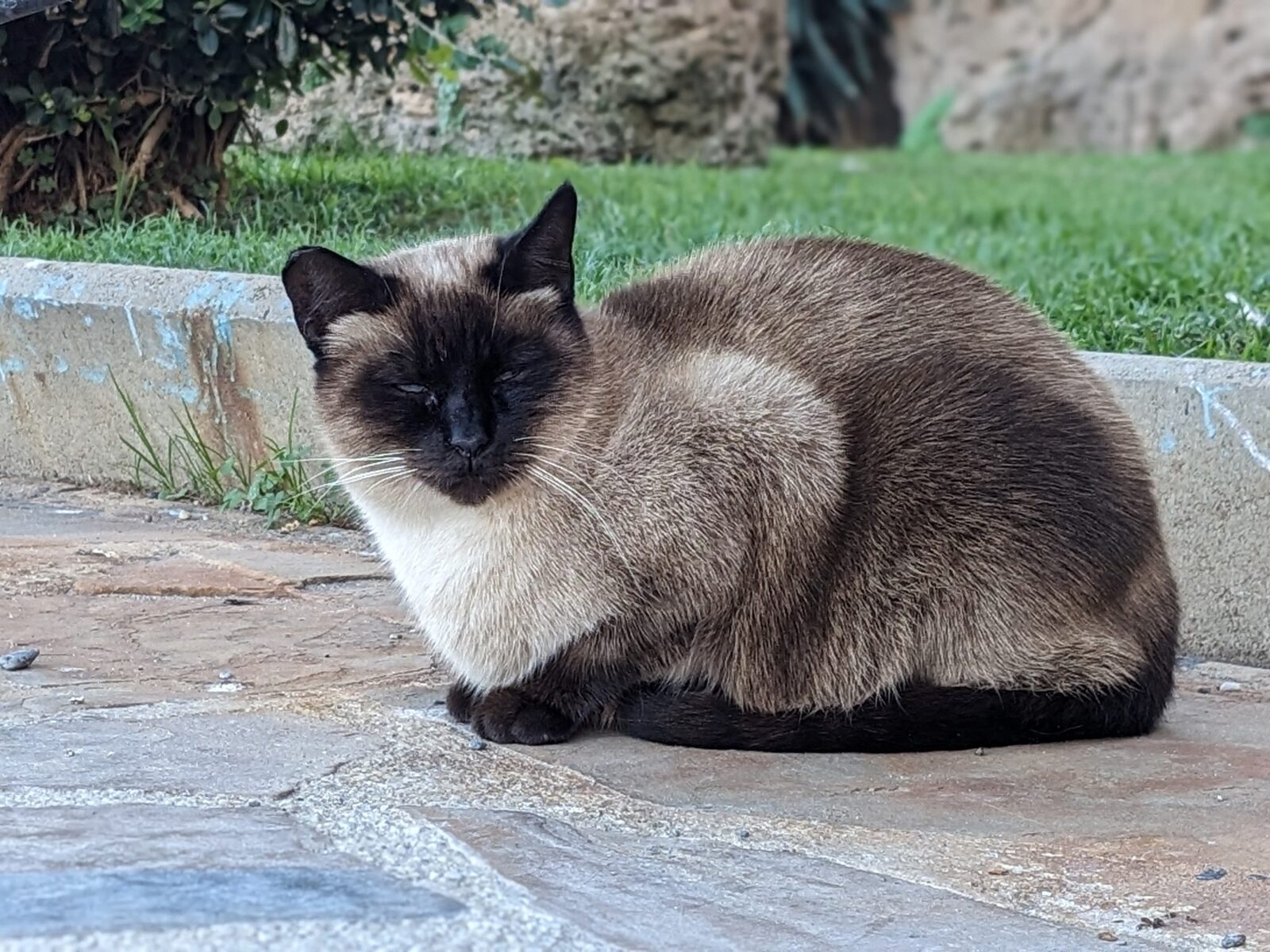 A Siamese cat sitting on a stone path